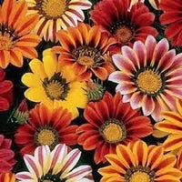 Gazania sunshine blume samen for anpflanzung - garten favorite, heirloom & gmo free samen for home garten
 
 sale for anpflanzung in home garten.