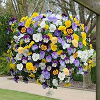 Bedding blume samen for anpflanzung - low maintenance, heirloom & gmo free samen for home garten
 
 sale for anpflanzung in home garten.