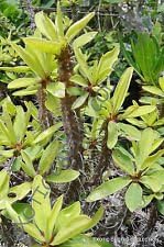 Grün euphorbia duranii blume samen for anpflanzung - compact growth, heirloom & gmo free samen for home garten
 
 sale samen for home garten