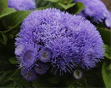 Floss Blumensamen zur Aussaat – pflegeleicht – Traditionssorte & ohne Gentechnik Samen Hausgarten