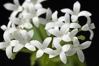 Woodruff blume samen for anpflanzung - compact growth, heirloom & gmo free samen for home garten
 
 sale samen for anpflanzung in home garten