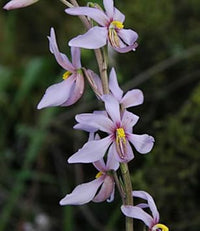 Cyanella blume samen for anpflanzung perfect for borders heirloom & gmo free samen for home garten 
 
 sale samen for home garten anpflanzung