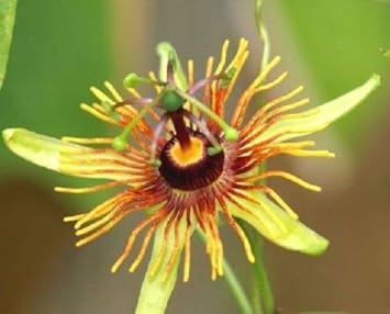 Gelb passion blume samen for anpflanzung - perfect for borders, heirloom & gmo free samen for home garten
 
 sale for anpflanzung in home garten