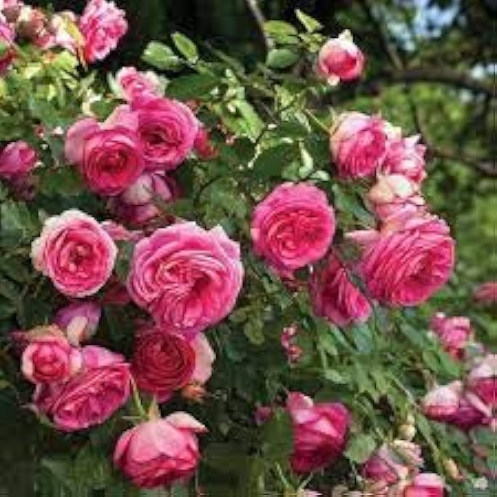 zart Rosa Rose Blumensamen zur Aussaat lang Blüte Saison Traditionssorte & ohne Gentechnik Samen Hausgarten