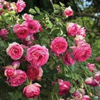 zart Rosa Rose Blumensamen zur Aussaat lang Blüte Saison Traditionssorte & ohne Gentechnik Samen Hausgarten