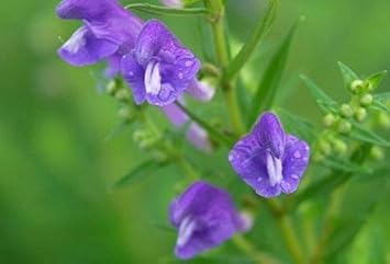 Lila scutellaria blume samen for anpflanzung - cottage garten essential, heirloom & gmo free samen for home garten
 
 sale for anpflanzung in home garten.