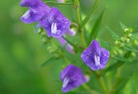 Lila scutellaria blume samen for anpflanzung - cottage garten essential, heirloom & gmo free samen for home garten
 
 sale for anpflanzung in home garten.