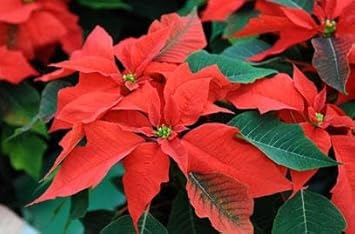 Poinsettia blume samen for anpflanzung - bright blooms, heirloom & gmo free samen for home garten
 
 sale samen for home garten