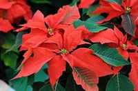 Poinsettia blume samen for anpflanzung - bright blooms, heirloom & gmo free samen for home garten
 
 sale samen for home garten