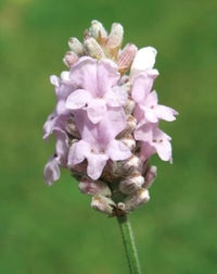 selten Lavendel Samen Rosa und Weiß