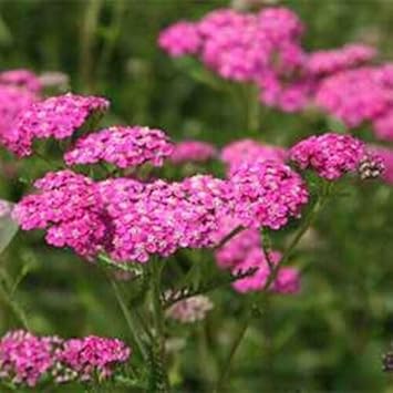 Yarrow Blumensamen zur Aussaat saisonal Dauerblüher Traditionssorte & ohne Gentechnik Samen Hausgarten