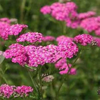 Yarrow Blumensamen zur Aussaat saisonal Dauerblüher Traditionssorte & ohne Gentechnik Samen Hausgarten