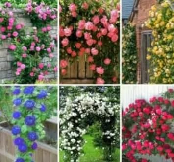 Mixed climbing rose samen blume samen for anpflanzung cottage garten essential heirloom & gmo free samen for home garten 
 
 sale for anpflanzung in home garten