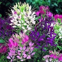 Heirloom cleome blume samen for anpflanzung pollinator friendly heirloom & gmo free samen for home garten 
 
 sale for anpflanzung in home garten