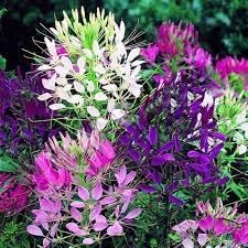 Heirloom cleome blume samen for anpflanzung pollinator friendly heirloom & gmo free samen for home garten 
 
 sale for anpflanzung in home garten