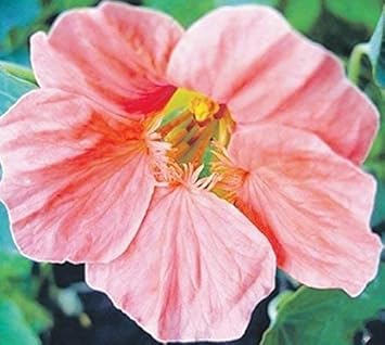Baby (baby rosa) samen for anpflanzung in home garten