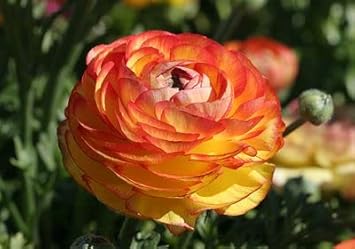 Gelb rot ranunculus blume samen for anpflanzung - perfect for borders, heirloom & gmo free samen for home garten
 
 sale samen for anpflanzung in home garten