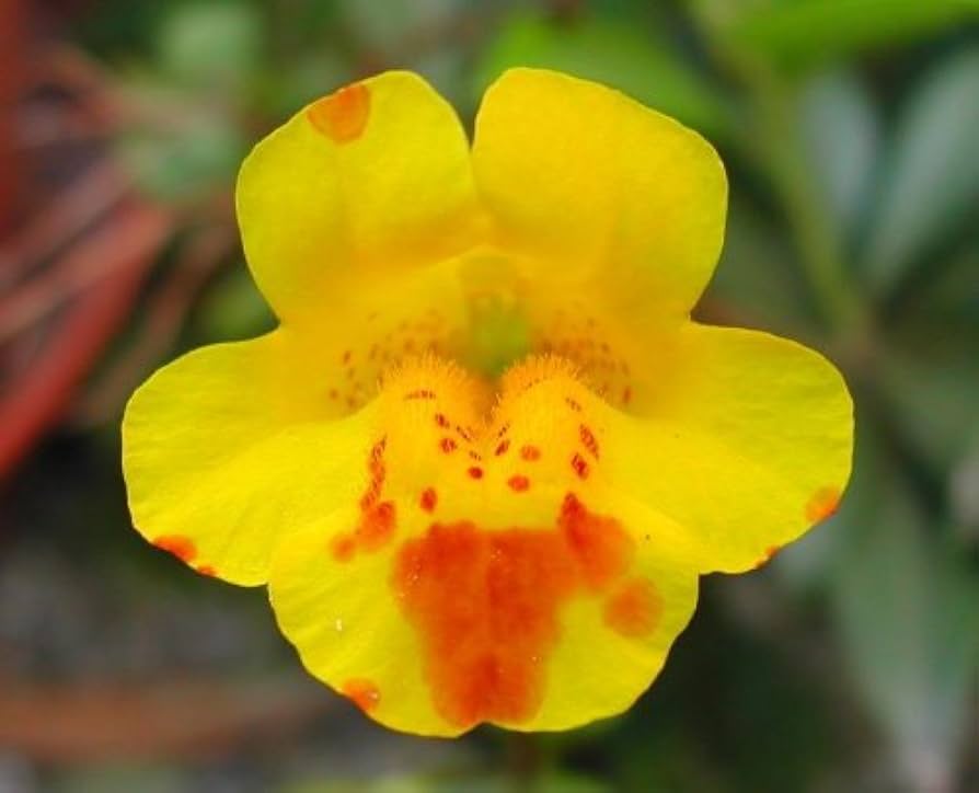 Mimulus Blumensamen zur Aussaat sonnenliebend Traditionssorte & ohne Gentechnik Samen Hausgarten