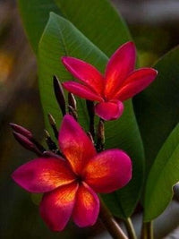 Dark orange plumeria plumeria spp for anpflanzung in tropical garten