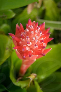 Rot Bromeliad Pflanzensamen farbenfroh für Innenräume & Outdoor Aussaat