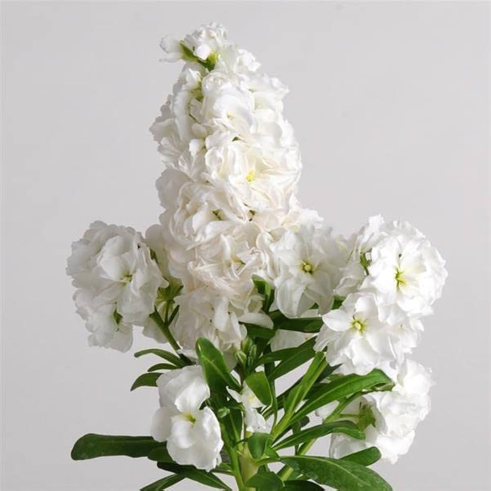 Abend duft stock karmesinrot blume samen