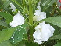 Weiß balsamine blume samen for anpflanzung - drought tolerant, heirloom & gmo free samen for home garten
 
 sale for anpflanzung in home garten