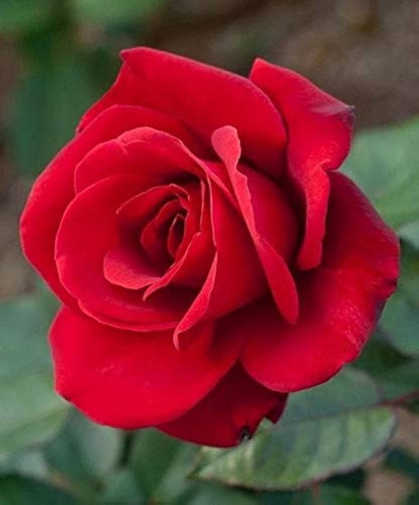 Rose Baum Standard Rosa Blumensamen zur Aussaat