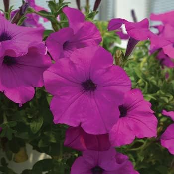 Deep rosa petunia blume samen for anpflanzung shade tolerant heirloom & gmo free samen for home garten 
 
 sale for anpflanzung in home garten