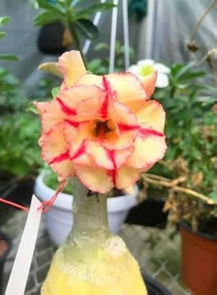 Gelb Rot Wüstenrose Obesum Blumensamen zur Aussaat pflegeleicht Traditionssorte & ohne Gentechnik Samen Hausgarten