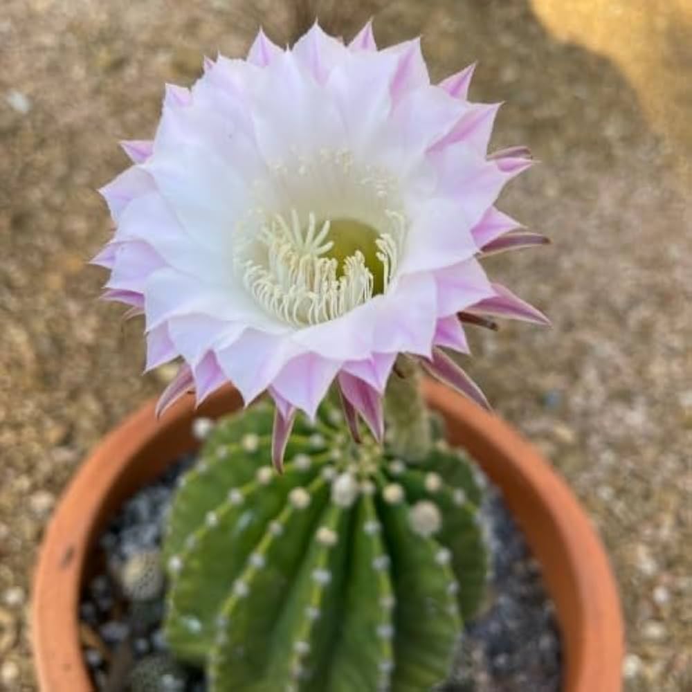 Echinopsis Blumensamen zur Aussaat hochwertige Qualitäts- Traditionssorte & ohne Gentechnik Samen Hausgarten