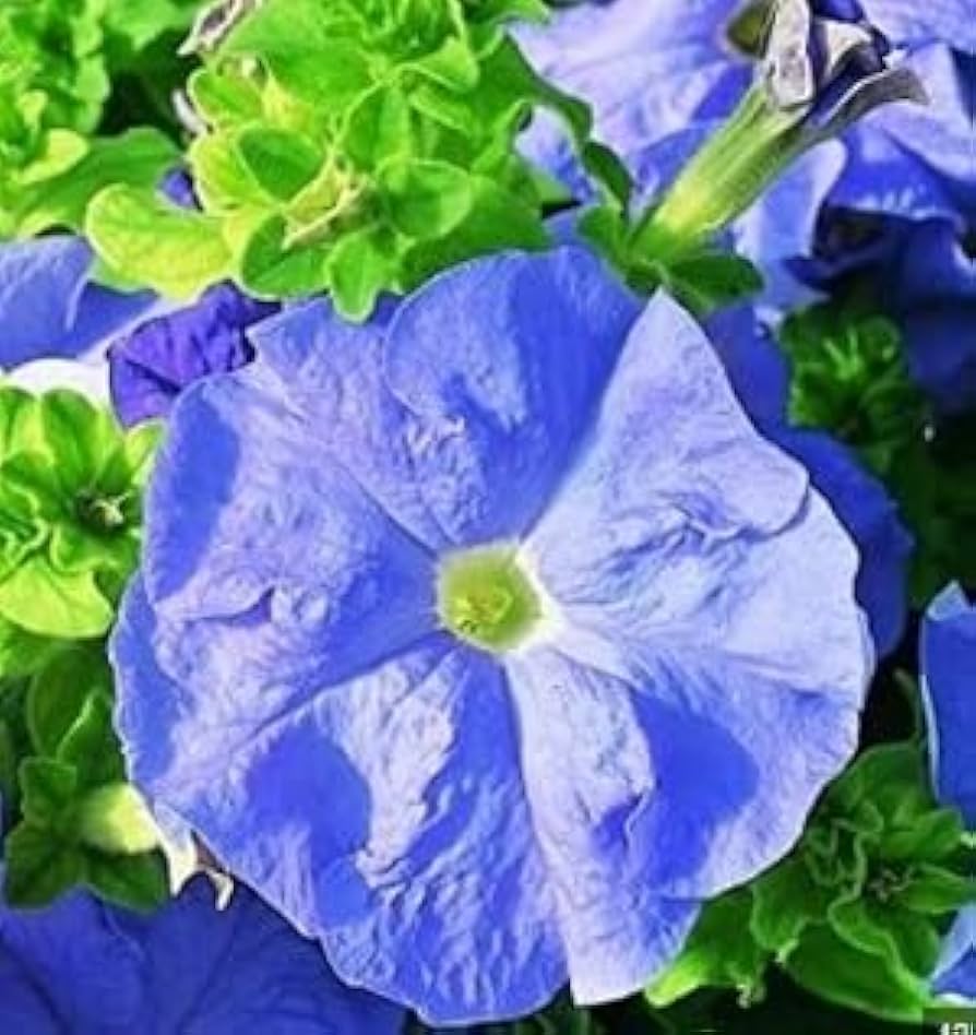 hell Blau Petunie Blumensamen zur Aussaat Anzucht Traditionssorte & ohne Gentechnik Samen Hausgarten