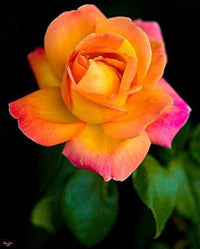 Rot Rose Blume Samen zur Aussaat Kollektion