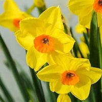 Narcissus gelb orange blume samen for anpflanzung - seasonal bloomer, heirloom & gmo free samen for home garten
 
 sale for anpflanzung in home garten