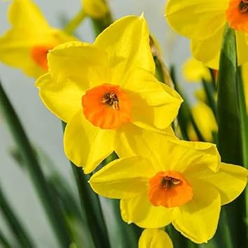 Narcissus gelb orange blume samen for anpflanzung - seasonal bloomer, heirloom & gmo free samen for home garten
 
 sale for anpflanzung in home garten