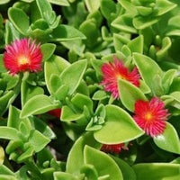 leuchtend Rot Aptenia Cordifolia Blumensamen einfache Aussaat