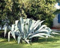 Heirloom agave blume samen for anpflanzung easy to grow heirloom & gmo free samen for home garten 
 
 sale for anpflanzung in home garten