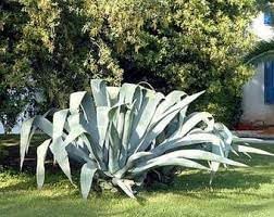 Heirloom agave blume samen for anpflanzung easy to grow heirloom & gmo free samen for home garten 
 
 sale for anpflanzung in home garten
