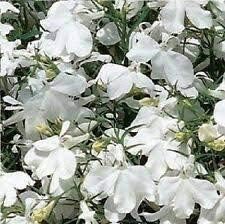 Lobelia regatta weiß long-lasting samen for beautiful blumen