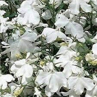 Lobelia regatta weiß long-lasting samen for beautiful blumen
