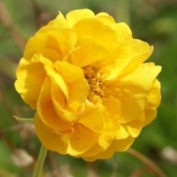 Gelb avens sunrise blume samen for anpflanzung - vibrant colors, heirloom & gmo free samen for home garten
 
 sale for anpflanzung in home garten.