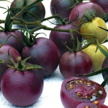 Tomato gemüse samen für aussaat dark lila