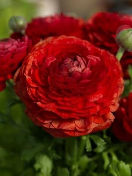 Deep rot ranunculus blume samen for anpflanzung - seasonal bloomer, heirloom & gmo free samen for home garten
 
 sale for anpflanzung in home garten