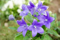 Violet grandiflorus blume samen for anpflanzung - shade tolerant, heirloom & gmo free samen for home garten
 
 sale samen for home garten