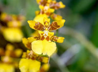 Schmetterling Orchids Gelb Braun Blumensamen zur Aussaat – Landhaus Garten wichtig – Traditionssorte & ohne Gentechnik Samen Hausgarten
