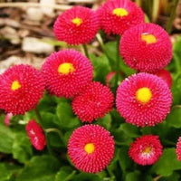 Rot Bellis Blumensamen zur Aussaat – leuchtend Blüten – Traditionssorte & ohne Gentechnik Samen Hausgarten