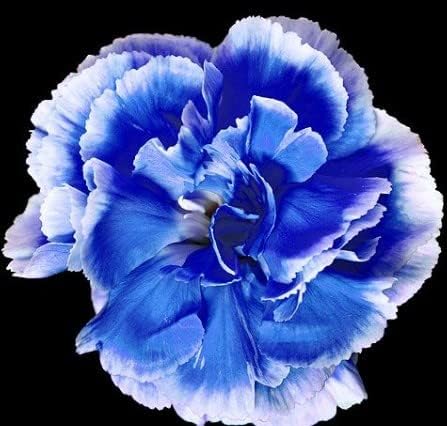 Weiß Blau Wüstenrose Obesum Samen Blumensamen zur Aussaat farbenfroh Schau Traditionssorte & ohne Gentechnik Samen Hausgarten