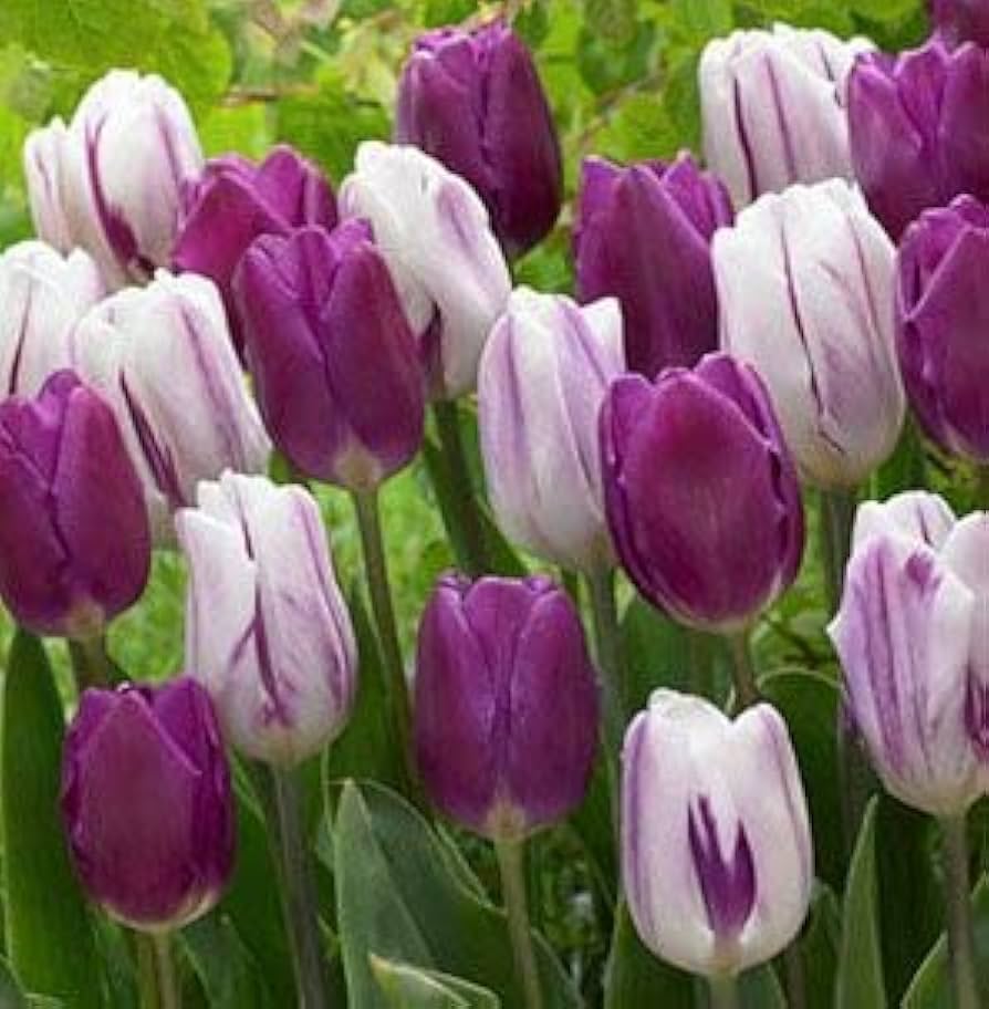 Tulip blume samen anpflanzung weiß lavender