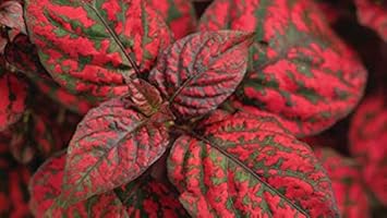 Hypoestes blume samen for anpflanzung - long bloom season, heirloom & gmo free samen for home garten
 
 sale for anpflanzung in home garten