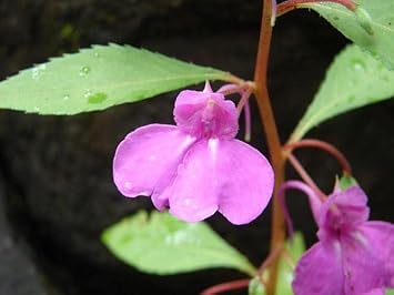 Violet balsamine blume samen for anpflanzung - hardy variety, heirloom & gmo free samen for home garten
 
 sale for anpflanzung in home garten