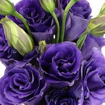 Violet lisianthus blume samen for anpflanzung - sun loving, heirloom & gmo free samen for home garten
 
 sale samen for home garten